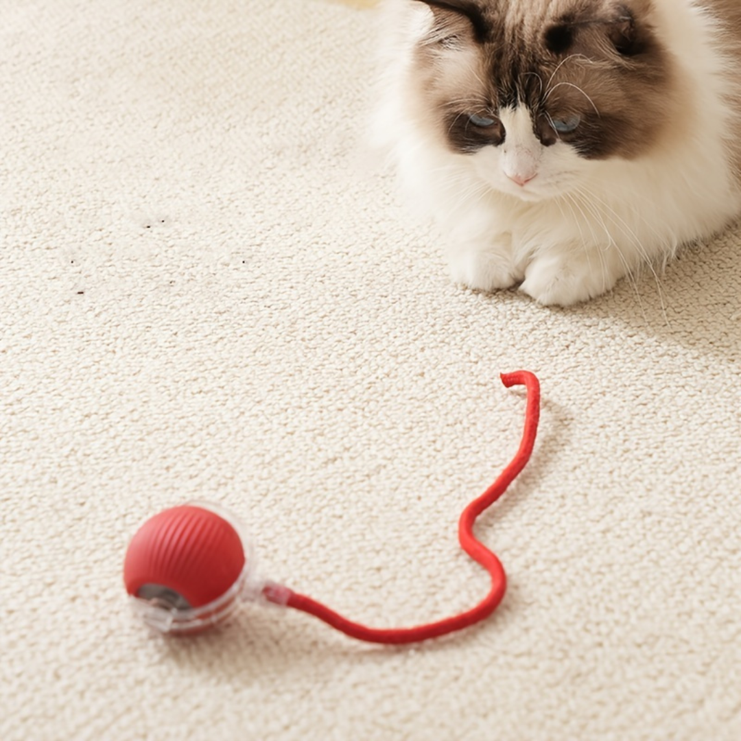 🐾 ZAMPIROLL™😻 + E-BOOK 📚