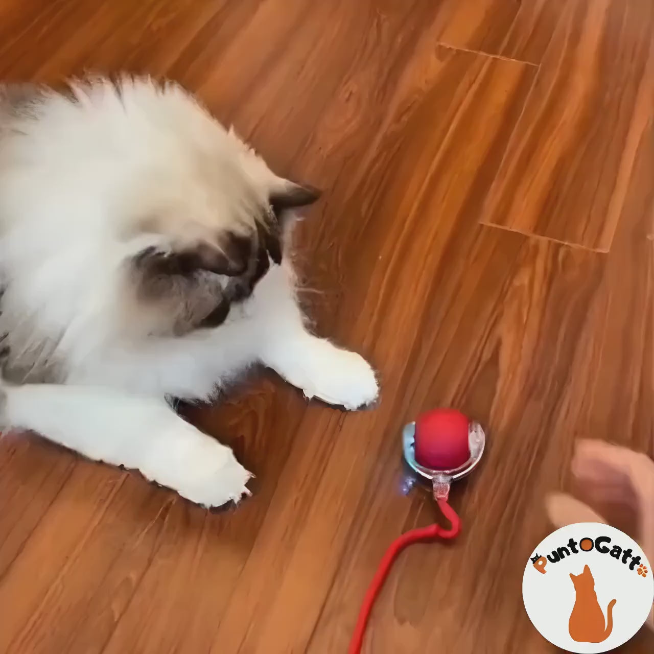 🐾 ZAMPIROLL™😻 + E-BOOK 📚